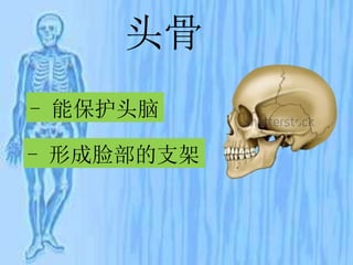 头骨
- 能保护头脑
- 形成脸部的支架
 