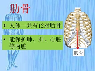 肋骨
* 人体一共有12对肋骨
• 能保护肺、肝、心脏
等内脏
胸骨
 