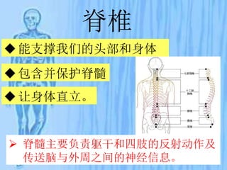 脊椎
能支撑我们的头部和身体
让身体直立。
包含并保护脊髓
 脊髓主要负责躯干和四肢的反射动作及
传送脑与外周之间的神经信息。
 