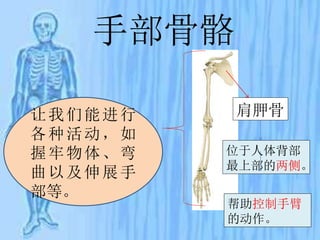 手部骨骼
让我们能进行
各种活动，如
握牢物体、弯
曲以及伸展手
部等。
肩胛骨
位于人体背部
最上部的两侧。
帮助控制手臂
的动作。
 