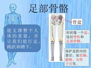足部骨骼
能 支 撑 整 个 人
体 的 重 量 ， 并
让我们能行走 、
跳跃和蹲下。
骨盆
形状像一个盆，
连结脊柱和
足部骨骼。
保护盆腔内的
器官，如直肠、
膀胱、女性
子宫等。
 