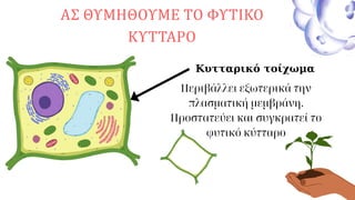 ΑΣ ΘΥΜΗΘΟΥΜΕ ΤΟ ΦΥΤΙΚΟ
ΚΥΤΤΑΡΟ
Περιβάλλει εξωτερικά την
πλασματική μεμβράνη.
Προστατεύει και συγκρατεί το
φυτικό κύτταρο
Κυτταρικό τοίχωμα
 