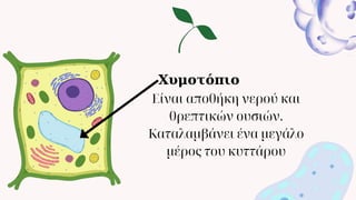 Xυμοτόπιο
Είναι αποθήκη νερού και
θρεπτικών ουσιών.
Καταλαμβάνει ένα μεγάλο
μέρος του κυττάρου
 