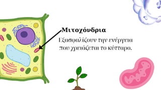 Μιτοχόνδρια
Εξασφαλίζουν την ενέργεια
που χρειάζεται το κύτταρο.
 