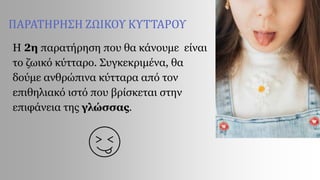 Η 2η παρατήρηση που θα κάνουμε είναι
το ζωικό κύτταρο. Συγκεκριμένα, θα
δούμε ανθρώπινα κύτταρα από τον
επιθηλιακό ιστό που βρίσκεται στην
επιφάνεια της γλώσσας.
ΠΑΡΑΤΗΡΗΣΗ ΖΩΙΚΟΥ ΚΥΤΤΑΡΟΥ
 