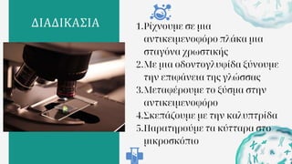 ΔΙΑΔΙΚΑΣΙΑ 1.Ρίχνουμε σε μια
αντικειμενοφόρο πλάκα μια
σταγόνα χρωστικής
2.Με μια οδοντογλυφίδα ξύνουμε
την επιφάνεια της γλώσσας
3.Μεταφέρουμε το ξύσμα στην
αντικειμενοφόρο
4.Σκεπάζουμε με την καλυπτρίδα
5.Παρατηρούμε τα κύτταρα στο
μικροσκόπιο
 