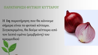 ΠΑΡΑΤΗΡΗΣΗ ΦΥΤΙΚΟΥ ΚΥΤΤΑΡΟΥ
Η 1η παρατήρηση που θα κάνουμε
σήμερα είναι το φυτικό κύτταρο.
Συγκεκριμένα, θα δούμε κύτταρα από
τον λεπτό υμένα (μεμβράνη) του
κρεμμυδιού
 