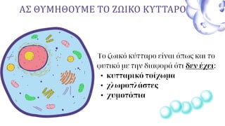 ΑΣ ΘΥΜΗΘΟΥΜΕ ΤΟ ΖΩΙΚΟ ΚΥΤΤΑΡΟ
Το ζωικό κύτταρο είναι όπως και το
φυτικό με την διαφορά ότι δεν έχει:
• κυτταρικό τοίχωμα
• χλωροπλάστες
• χυμοτόπια
 