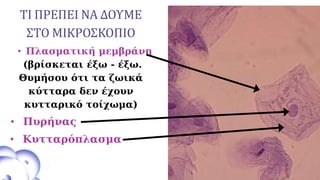 • Πυρήνας
• Πλασματική μεμβράνη
(βρίσκεται έξω - έξω.
Θυμήσου ότι τα ζωικά
κύτταρα δεν έχουν
κυτταρικό τοίχωμα)
• Κυτταρόπλασμα
ΤΙ ΠΡΕΠΕΙ ΝΑ ΔΟΥΜΕ
ΣΤΟ ΜΙΚΡΟΣΚΟΠΙΟ
 