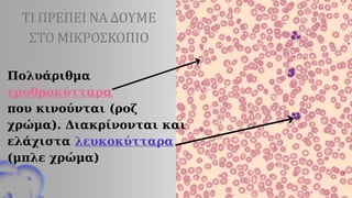 ΤΙ ΠΡΕΠΕΙ ΝΑ ΔΟΥΜΕ
ΣΤΟ ΜΙΚΡΟΣΚΟΠΙΟ
Πολυάριθμα
ερυθροκύτταρα
που κινούνται (ροζ
χρώμα). Διακρίνονται και
ελάχιστα λευκοκύτταρα
(μπλε χρώμα)
 