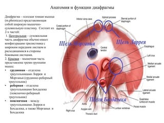 Анатомия и функции диафрагмы
Диафрагма – плоская тонкая мышца
(m.phrenicus) представляющая
собой широкую мышечно-
сухожильную пластину. Состоит из
2-х частей:
1. Центральная – сухожильная
часть диафрагмы обычно имеет
конфигурацию трилистника с
широким передним листком и
расходящимися в стороны
боковыми листками.
2. Краевая – мышечная часть
представлена тремя группами
мышц:
• грудинная – отделена
треугольниками Лоррея и
Морганьи (грудинно-реберный
треугольник)
• реберная – отделена
треугольниками Бохдалека
(пояснично-реберный
треугольник)
• поясничная – между
треугольниками Лоррея и
Бохдалека, а также Морганьи и
Бохдалека
 