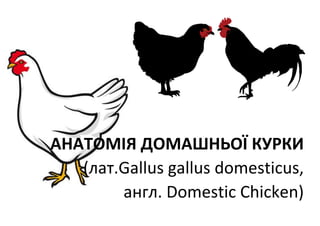 АНАТОМІЯ ДОМАШНЬОЇ КУРКИ
(лат.Gallus gallus domesticus,
англ. Domestic Chicken)
 