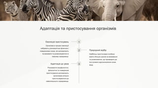 Адаптація та пристосування організмів
1
Еволюція пристосувань
Організми в процесі еволюції
набувають різноманітних фізичних і
поведінкових ознак, які допомагають
їм виживати та розмножуватися в
певному середовищі.
2 Природний відбір
Найбільш пристосовані особини
мають більше шансів на виживання
та розмноження, що призводить до
поступового вдосконалення ознак
виду.
3
Адаптація до умов
Різноманітні морфологічні,
фізіологічні та поведінкові
пристосування допомагають
організмам успішно
пристосовуватися до
навколишнього середовища.
 