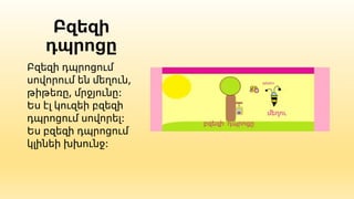 Բզեզի
դպրոցը
Բզեզի դպրոցում
սովորում են մեղուն,
թիթեռը, մրջյունը:
Ես էլ կուզեի բզեզի
դպրոցում սովորել:
Ես բզեզի դպրոցում
կլինեի խխունջ:
 