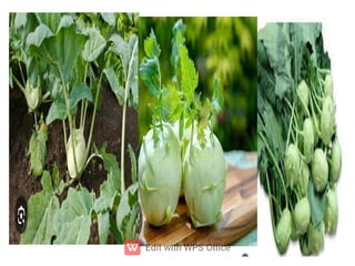 ppt ppt ppt ppt ppt ppt ತರಕಾರಿಗಳ ಮೇಳ.pdf