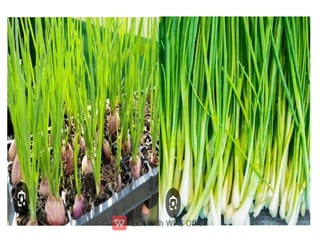 ppt ppt ppt ppt ppt ppt ತರಕಾರಿಗಳ ಮೇಳ.pdf