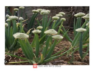 ppt ppt ppt ppt ppt ppt ತರಕಾರಿಗಳ ಮೇಳ.pdf