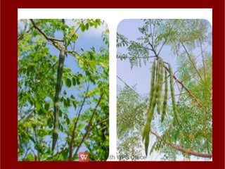 ppt ppt ppt ppt ppt ppt ತರಕಾರಿಗಳ ಮೇಳ.pdf