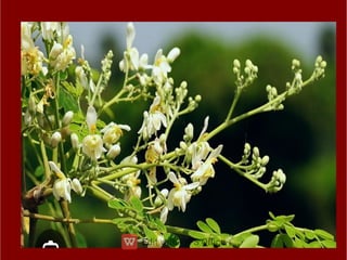 ppt ppt ppt ppt ppt ppt ತರಕಾರಿಗಳ ಮೇಳ.pdf