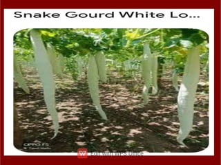 ppt ppt ppt ppt ppt ppt ತರಕಾರಿಗಳ ಮೇಳ.pdf