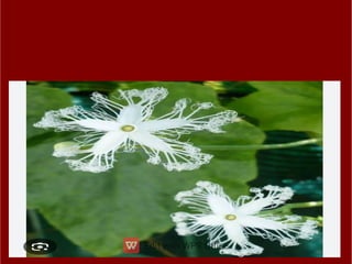 ppt ppt ppt ppt ppt ppt ತರಕಾರಿಗಳ ಮೇಳ.pdf