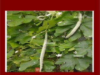 ppt ppt ppt ppt ppt ppt ತರಕಾರಿಗಳ ಮೇಳ.pdf