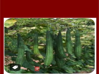 ppt ppt ppt ppt ppt ppt ತರಕಾರಿಗಳ ಮೇಳ.pdf