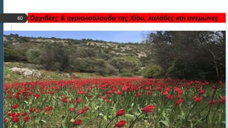  Στυλ κειμένου υποδείγματος
 Δεύτερο επίπεδο
 Τρίτο επίπεδο
 Τέταρτο επίπεδο
 Πέμπτο επίπεδο
Ορχιδέες & αγριολούλουδα της Χίου, λαλάδες και ανεμώνες
60
 