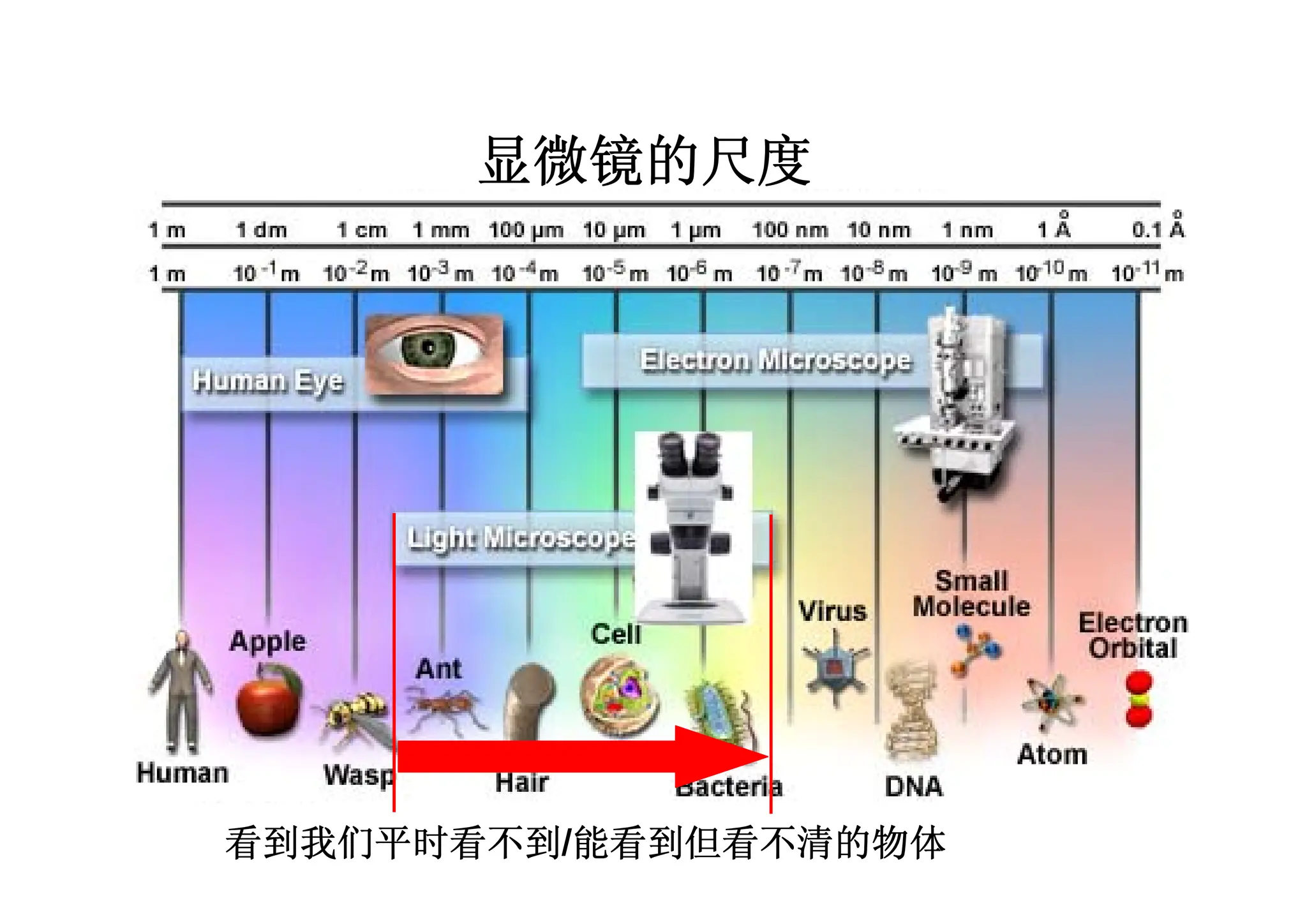 显微镜的尺度
看到我们平时看不到/能看到但看不清的物体
 