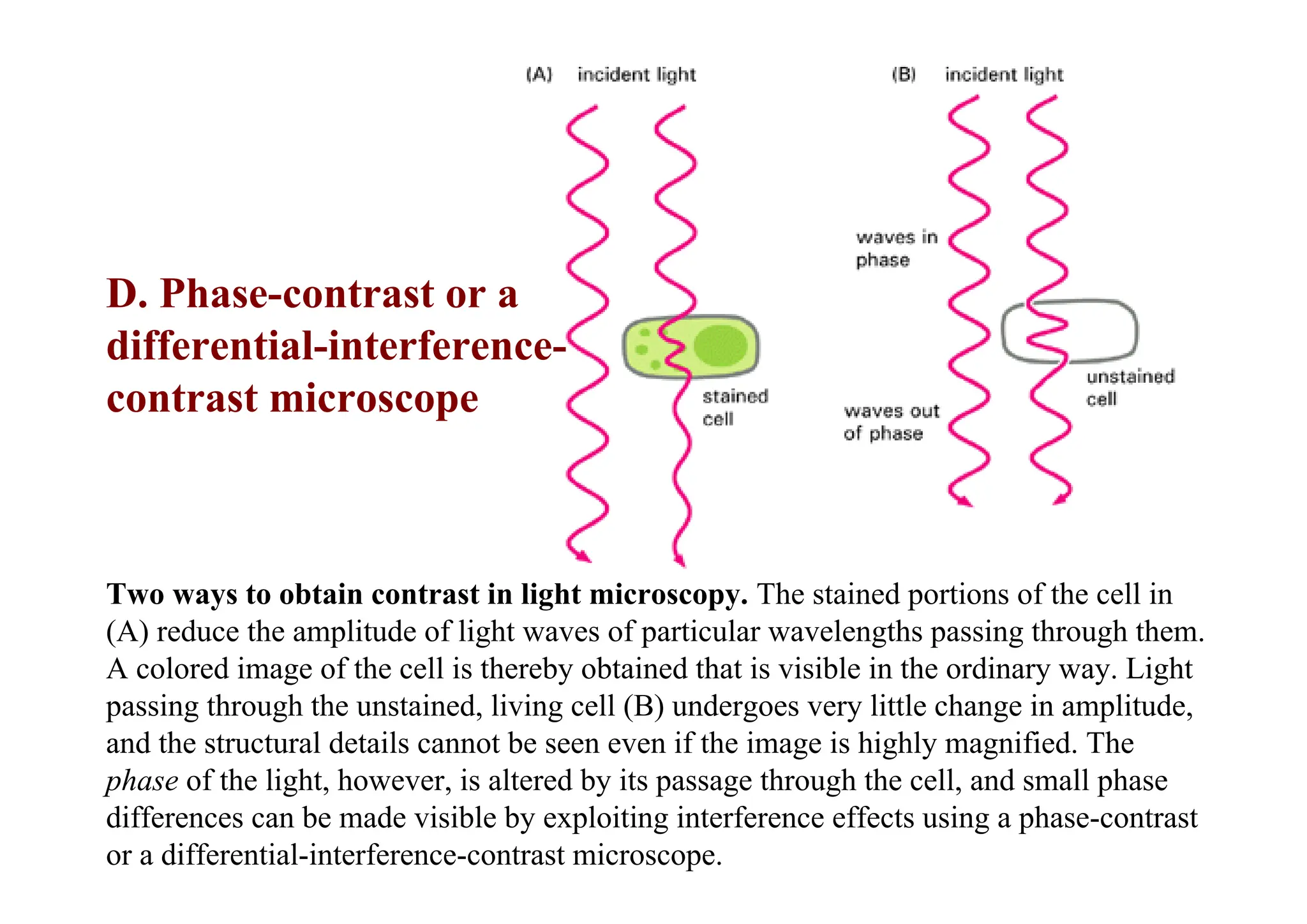 Two ways to obtain contrast in light microscopy. The stained portions of the cell in
(A) reduce the amplitude of light waves of particular wavelengths passing through them.
A colored image of the cell is thereby obtained that is visible in the ordinary way. Light
passing through the unstained, living cell (B) undergoes very little change in amplitude,
and the structural details cannot be seen even if the image is highly magnified. The
phase of the light, however, is altered by its passage through the cell, and small phase
differences can be made visible by exploiting interference effects using a phase-contrast
or a differential-interference-contrast microscope.
D. Phase-contrast or a
differential-interference-
contrast microscope
 