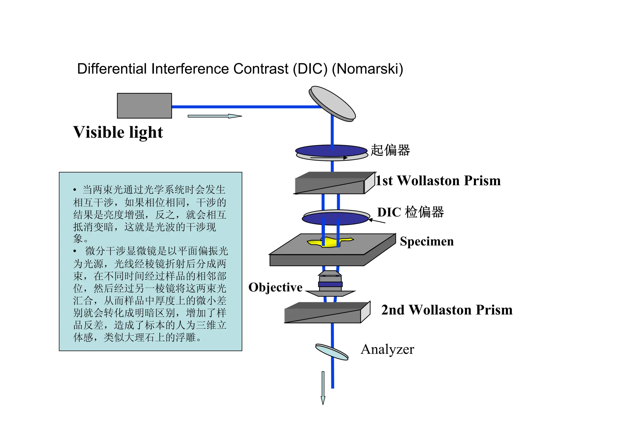 Visible light
Specimen
Objective
1st Wollaston Prism
起偏器
DIC 检偏器
2nd Wollaston Prism
Analyzer
Differential Interference Contrast (DIC) (Nomarski)
• 当两束光通过光学系统时会发生
相互干涉，如果相位相同，干涉的
结果是亮度增强，反之，就会相互
抵消变暗，这就是光波的干涉现
象。
• 微分干涉显微镜是以平面偏振光
为光源，光线经棱镜折射后分成两
束，在不同时间经过样品的相邻部
位，然后经过另一棱镜将这两束光
汇合，从而样品中厚度上的微小差
别就会转化成明暗区别，增加了样
品反差，造成了标本的人为三维立
体感，类似大理石上的浮雕。
 