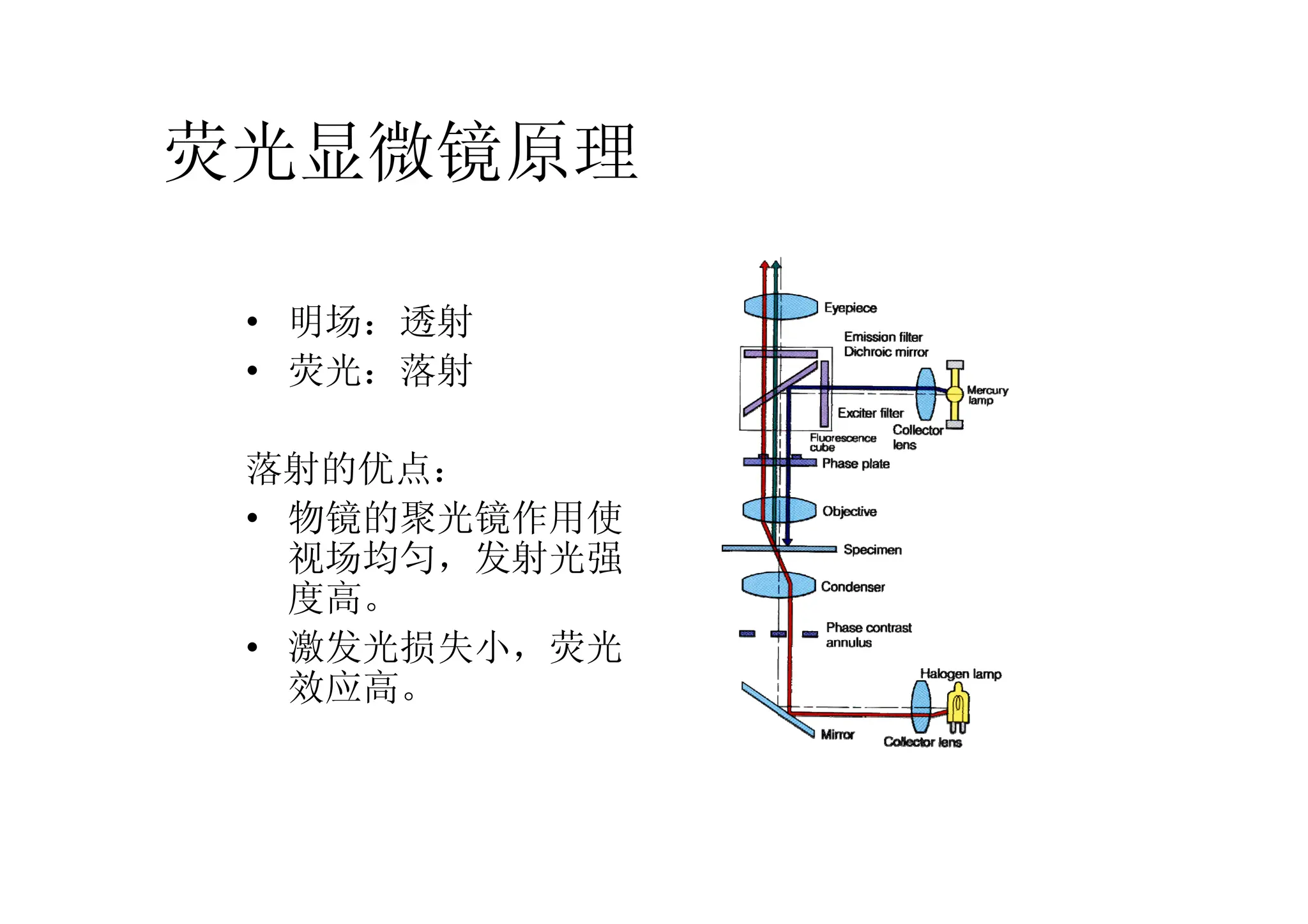 荧光显微镜原理
• 明场：透射
• 荧光：落射
落射的优点：
• 物镜的聚光镜作用使
视场均匀，发射光强
度高。
• 激发光损失小，荧光
效应高。
 