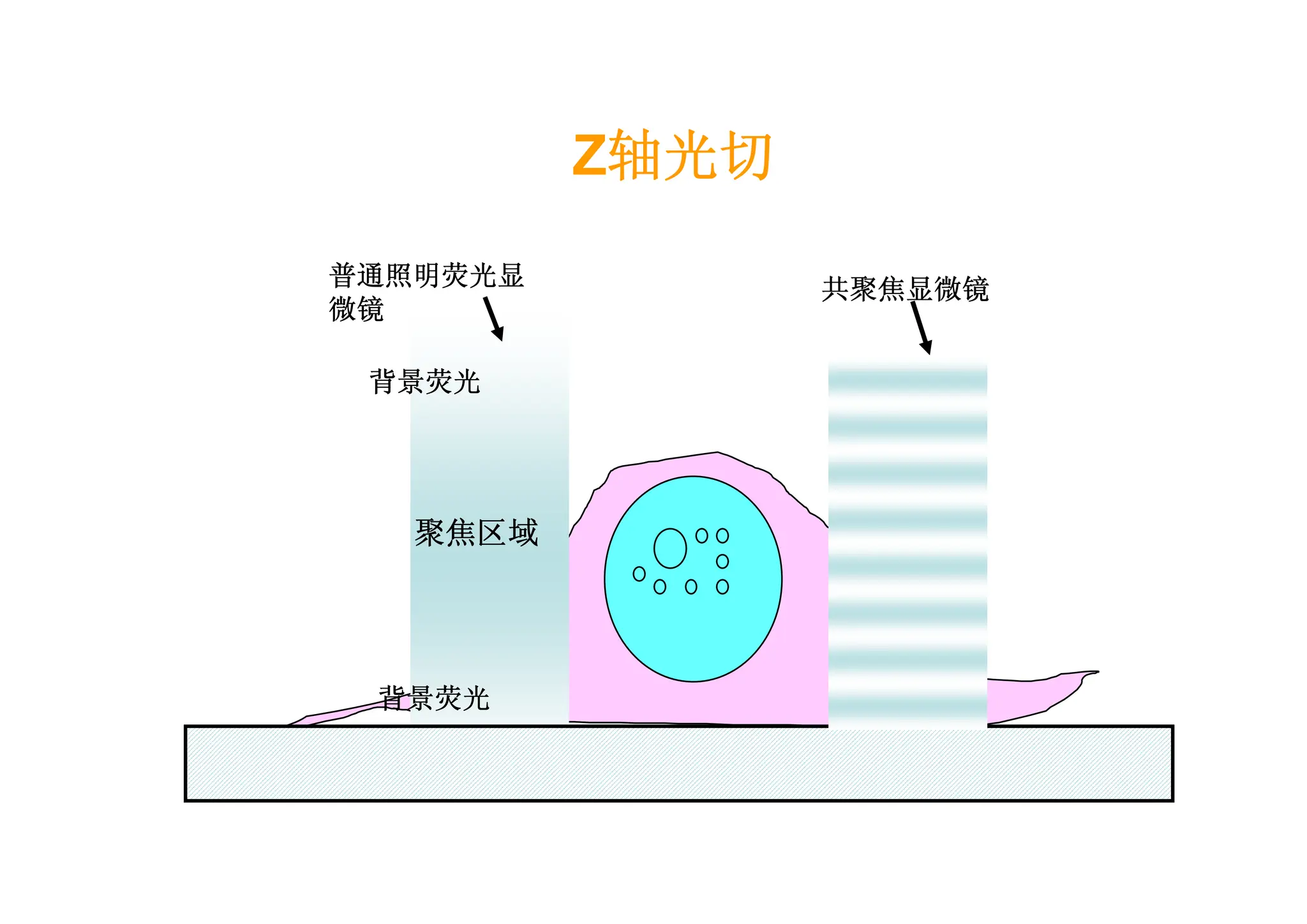聚焦区域
普通照明荧光显
微镜
背景荧光
背景荧光
共聚焦显微镜
Z轴光切
 