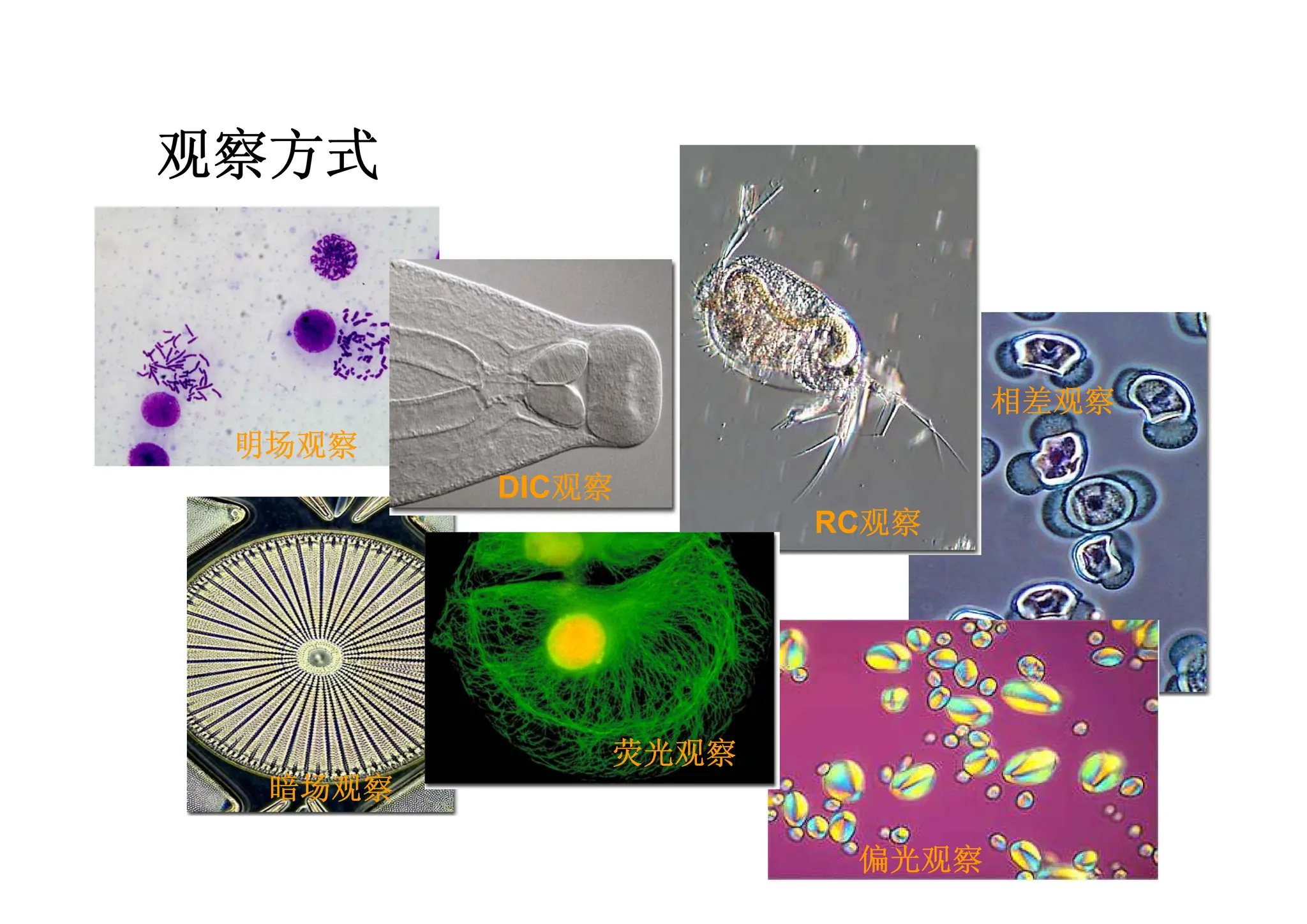 观察方式
荧光观察
明场观察
RC观察
DIC观察
暗场观察
偏光观察
相差观察
 