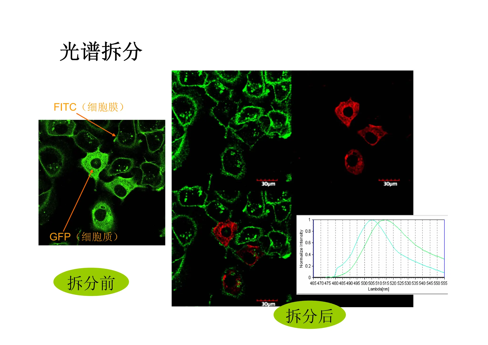光谱拆分
FITC（细胞膜）
GFP（细胞质）
拆分前
拆分后
 