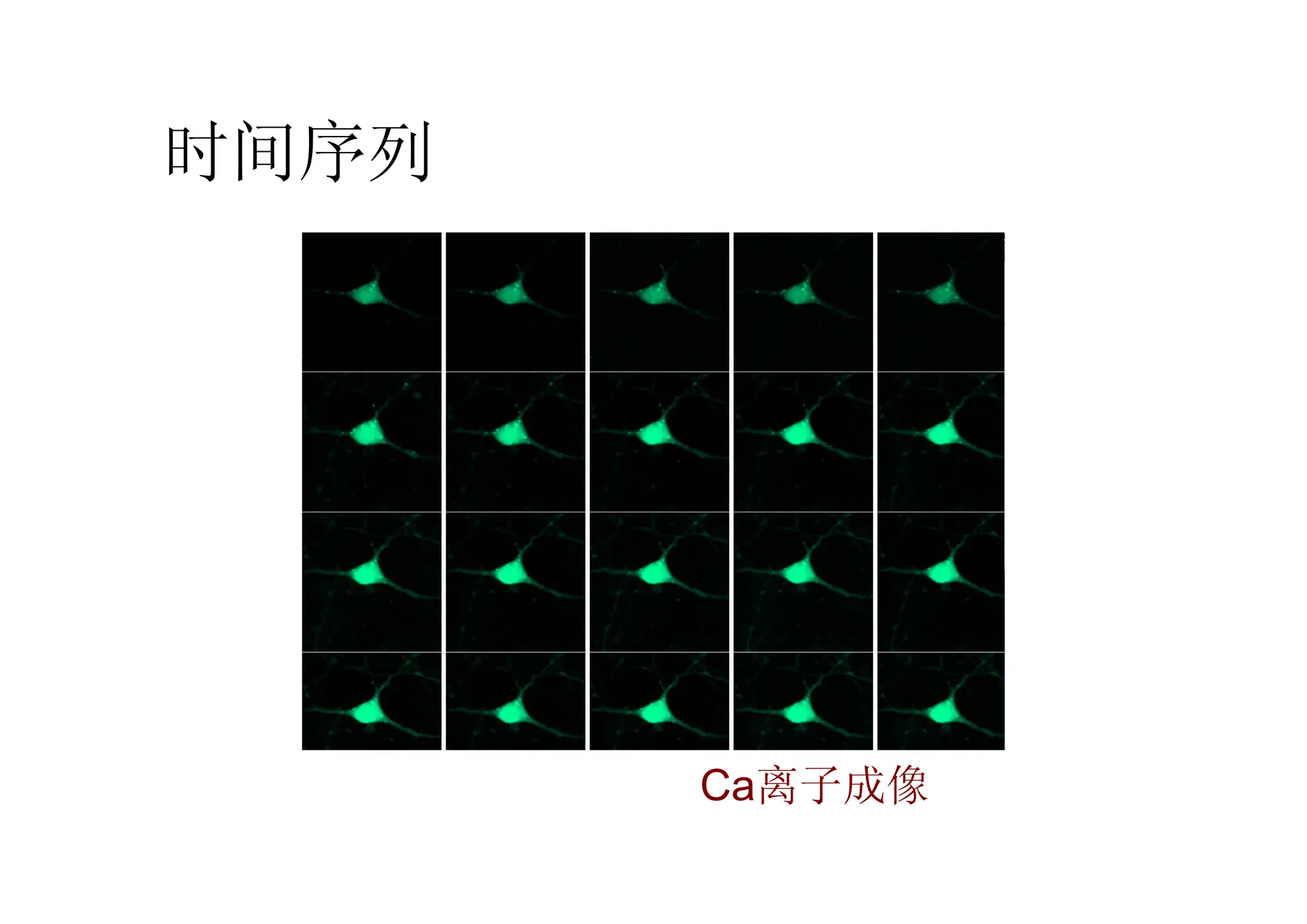 时间序列
Ca离子成像
 