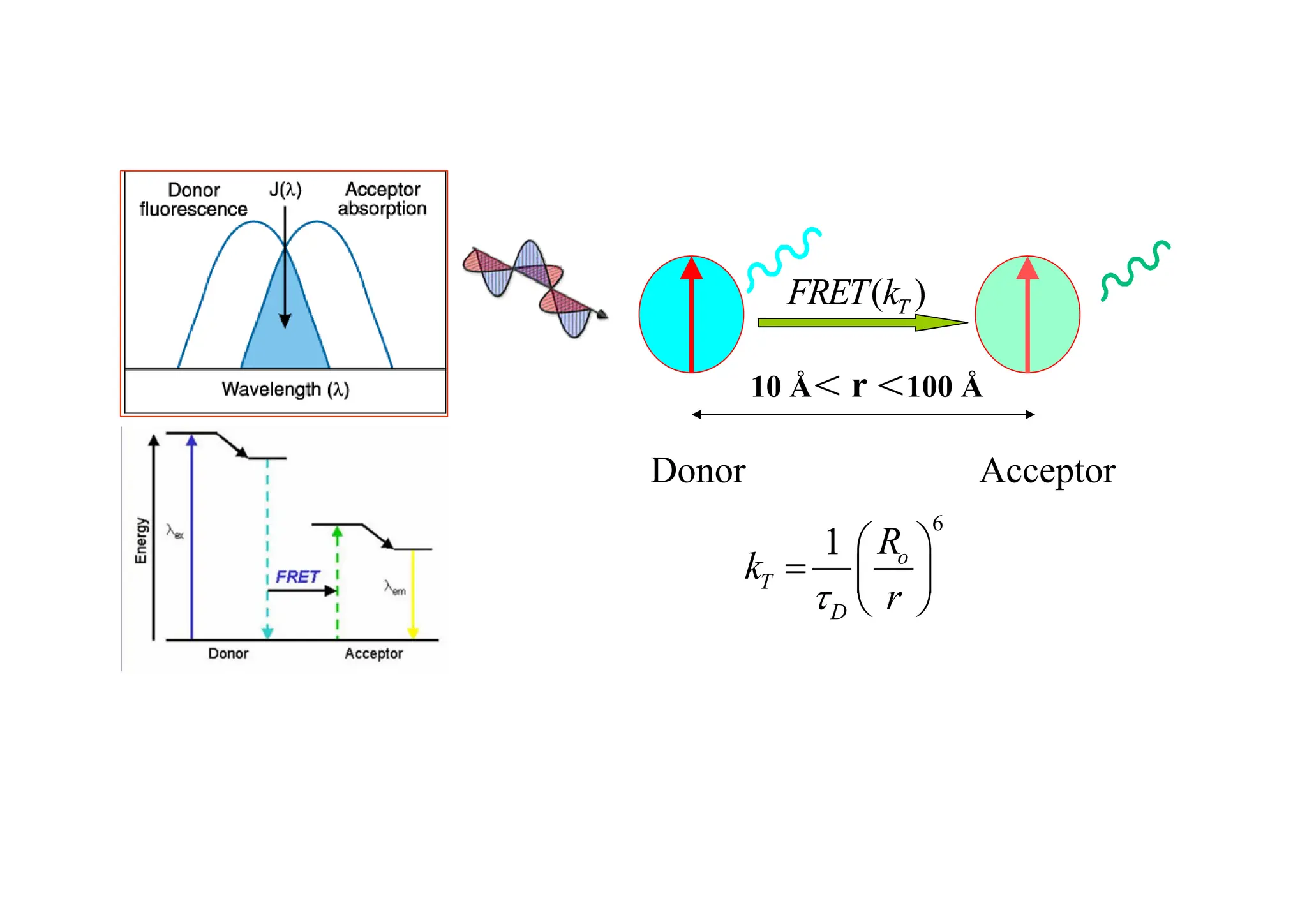 Donor Acceptor
10 Å＜ r ＜100 Å
( )
T
FRET k
6
1 o
T
D
R
k
r
τ
⎛ ⎞
= ⎜ ⎟
⎝ ⎠
 