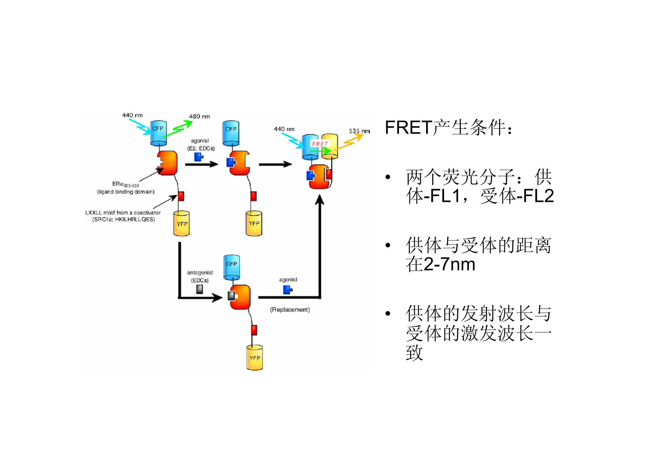 FRET产生条件：
• 两个荧光分子：供
体-FL1，受体-FL2
• 供体与受体的距离
在2-7nm
• 供体的发射波长与
受体的激发波长一
致
 