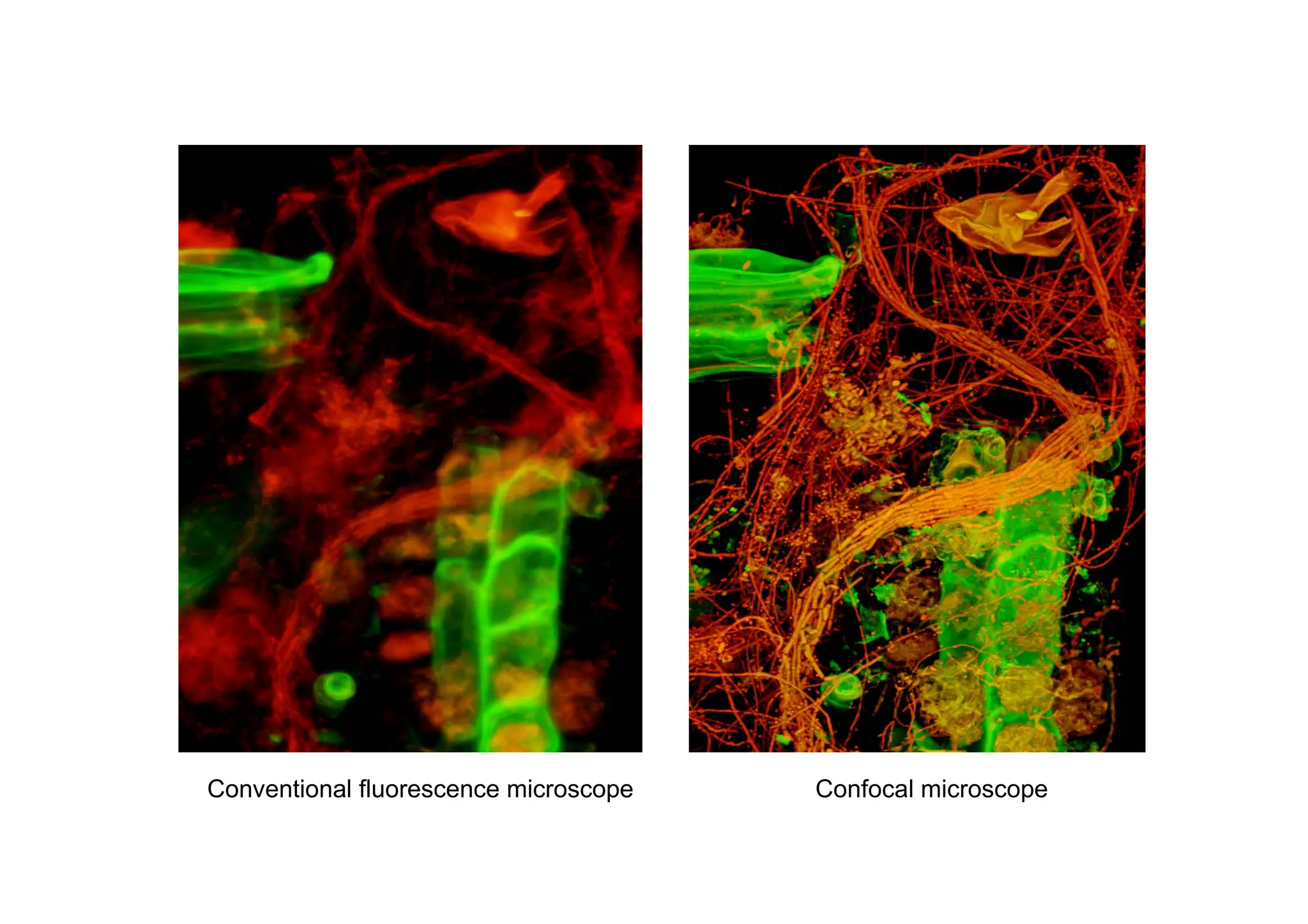 Conventional fluorescence microscope Confocal microscope
 