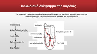 Καλωδιακό διάγραμμα της καρδιάς
Φλεβόκομβος
Κολποκοιλιακός κόμβος
Δεμάτιο His
Σκέλη δεματίου His
Ίνες Purkinje
φλεβόκομβος
Κολποκοιλιακός κόμβος
Αριστερό σκέλος δεματίου His
Δεμάτιο του His
Δεξιό σκέλος δεματίου His Ίνες Purkinje
Το ηλεκτρικό ερέθισμα το οποίο είναι και υπεύθυνο για την καρδιακή συστολή δημιουργείται
στον φλεβόκομβο και μεταδίδεται όπως φαίνεται στο σχεδιάγραμμα
 