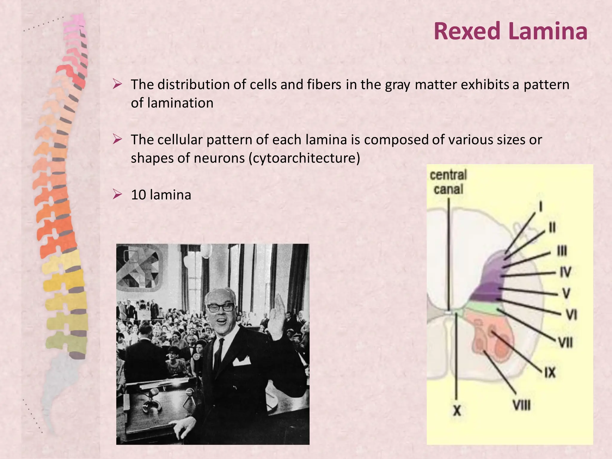 Rexed Laminae Function spinal cord anatomy slidessssssssssssssssssssssssssssssssssssssssssss | PDF