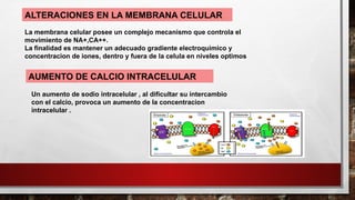 ALTERACIONES EN LA MEMBRANA CELULAR
AUMENTO DE CALCIO INTRACELULAR
La membrana celular posee un complejo mecanismo que controla el
movimiento de NA+,CA++.
La finalidad es mantener un adecuado gradiente electroquimico y
concentracion de iones, dentro y fuera de la celula en niveles optimos
Un aumento de sodio intracelular , al dificultar su intercambio
con el calcio, provoca un aumento de la concentracion
intracelular .
 