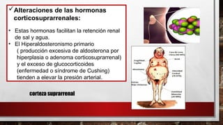 Alteraciones de las hormonas
corticosuprarrenales:
• Estas hormonas facilitan la retención renal
de sal y agua.
• El Hiperaldosteronismo primario
( producción excesiva de aldosterona por
hiperplasia o adenoma corticosuprarrenal)
y el exceso de glucocorticoides
(enfermedad o síndrome de Cushing)
tienden a elevar la presión arterial.
corteza suprarrenal
 