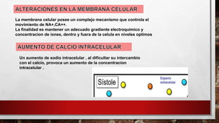 La membrana celular posee un complejo mecanismo que controla el
movimiento de NA+,CA++.
La finalidad es mantener un adecuado gradiente electroquimico y
concentracion de iones, dentro y fuera de la celula en niveles optimos
Un aumento de sodio intracelular , al dificultar su intercambio
con el calcio, provoca un aumento de la concentracion
intracelular .
 