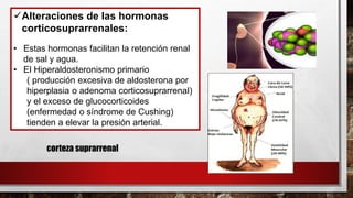 ✓Alteraciones de las hormonas
corticosuprarrenales:
• Estas hormonas facilitan la retención renal
de sal y agua.
• El Hiperaldosteronismo primario
( producción excesiva de aldosterona por
hiperplasia o adenoma corticosuprarrenal)
y el exceso de glucocorticoides
(enfermedad o síndrome de Cushing)
tienden a elevar la presión arterial.
corteza suprarrenal
 