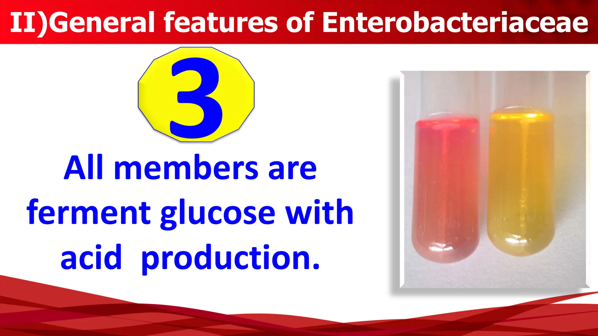 II)General features of Enterobacteriaceae
3
All members are
ferment glucose with
acid production.
 