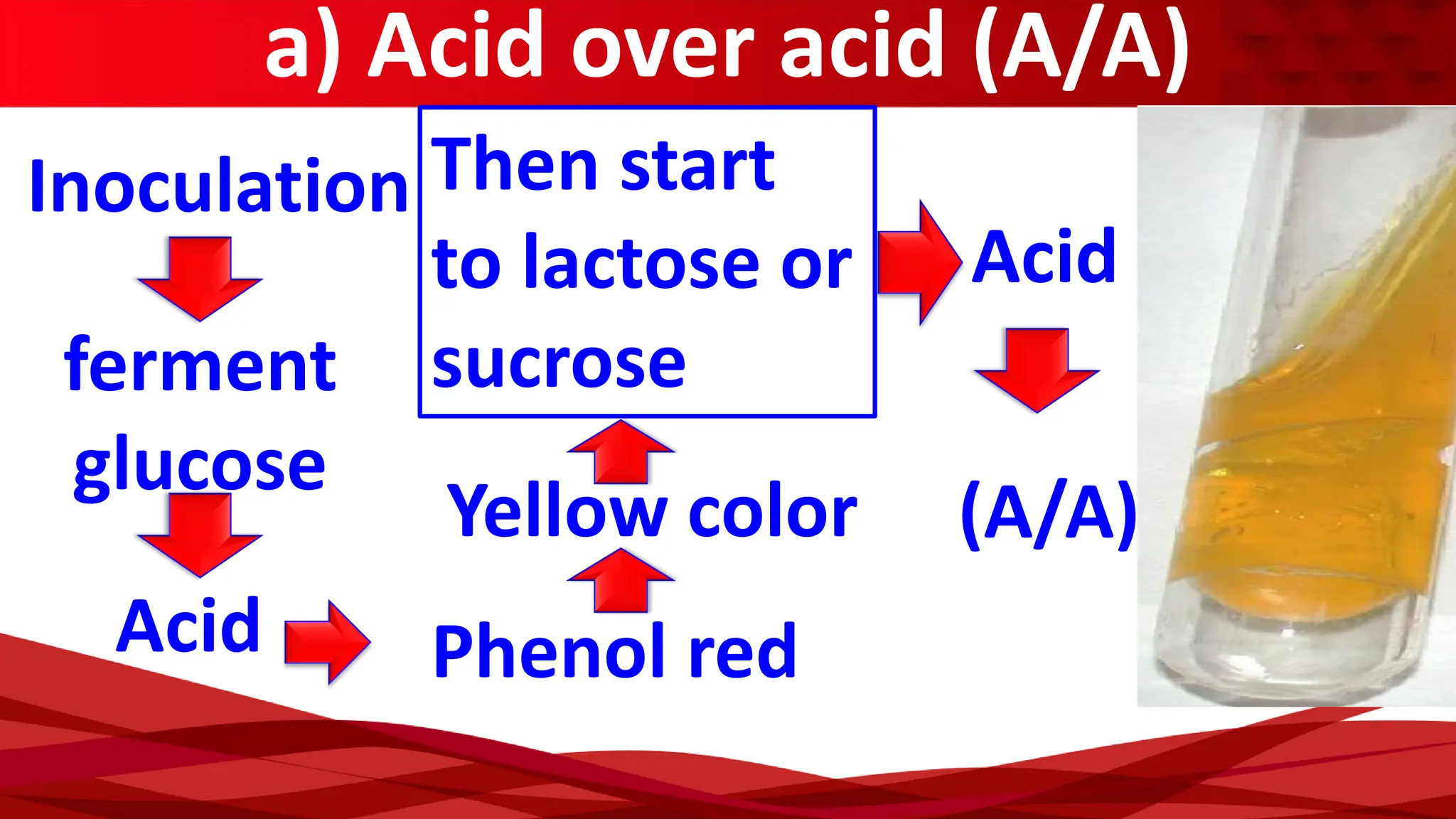 a) Acid over acid (A/A)
Inoculation
ferment
glucose
Acid Phenol red
Yellow color
Then start
to lactose or
sucrose
Acid
(A/A)
 