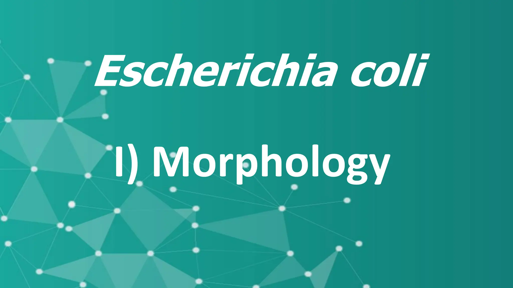 I) Morphology
Escherichia coli
 