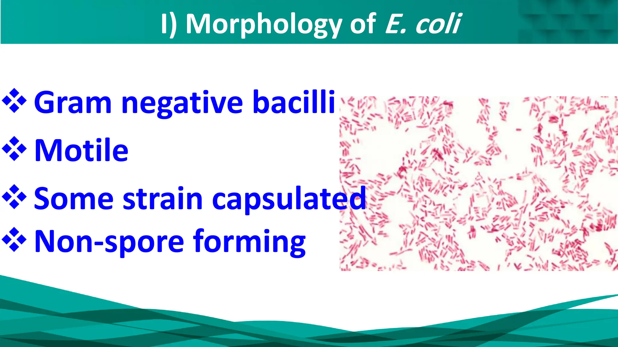 I) Morphology of E. coli
❖Gram negative bacilli
❖Some strain capsulated
❖Motile
❖Non-spore forming
 
