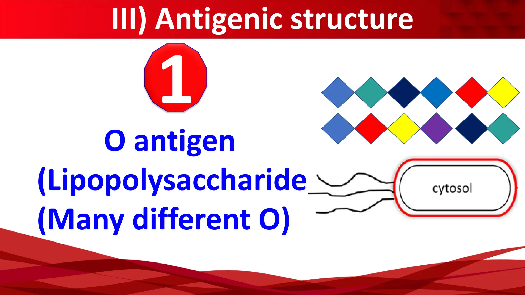 III) Antigenic structure
1
O antigen
(Lipopolysaccharide
(Many different O)
 